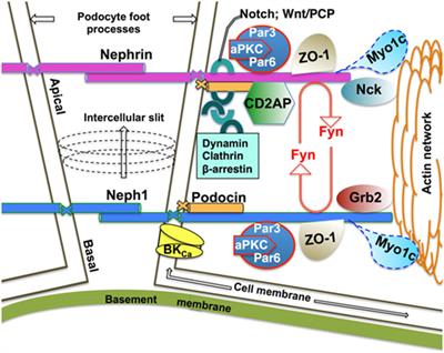 Endocytic Trafficking at the Mature Podocyte Slit Diaphragm